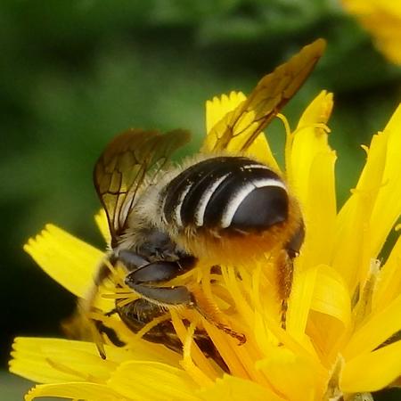 Réf. 327 729 : Megachile sp.
